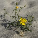 Hieracium umbellatum variety dunale. Верхушка растения с соцветиями. Калининградская обл., окр. г. Балтийск, песчаный берег. 28.08.2020.