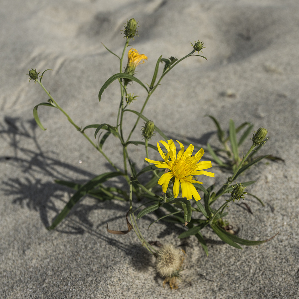 Image of Hieracium umbellatum var. dunale specimen.