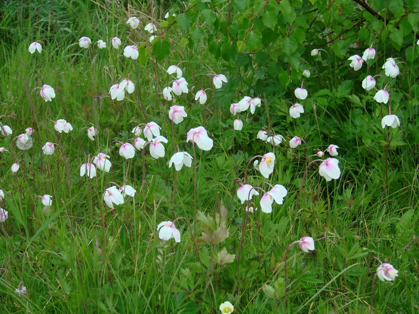 Изображение особи Anemone sylvestris.