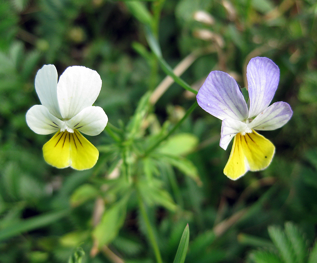 Image of Viola tricolor specimen.