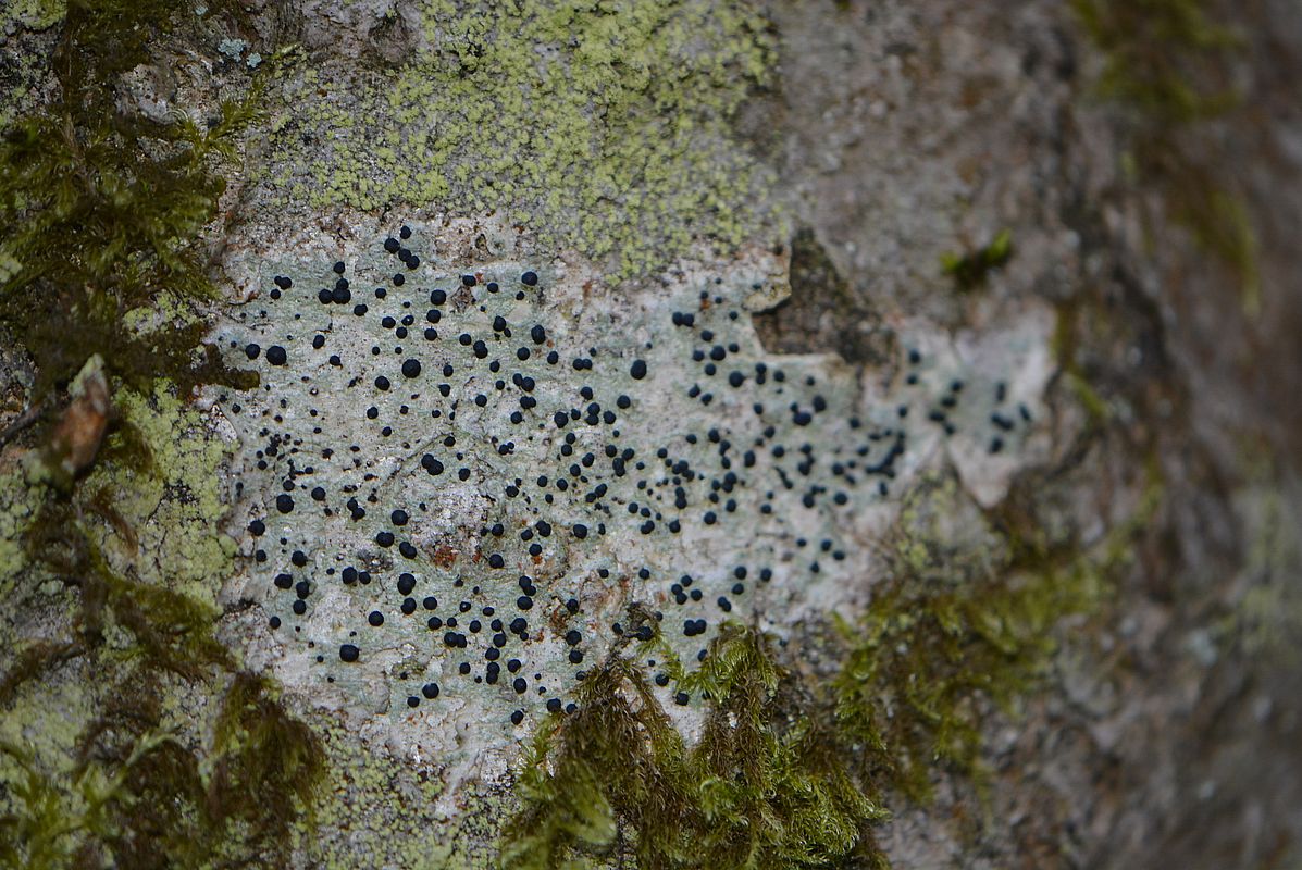 Image of genus Porpidia specimen.