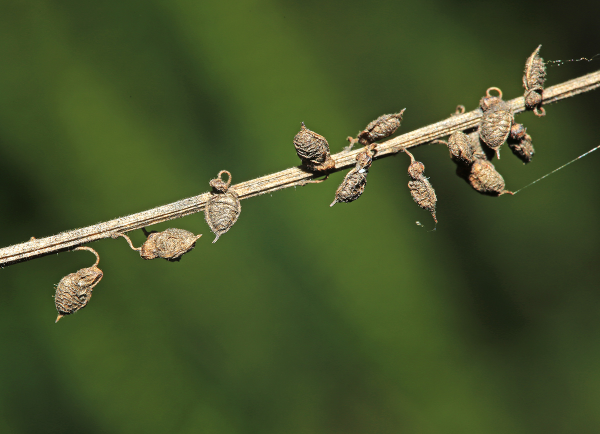 Image of Melilotus officinalis specimen.