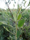 Populus pruinosa