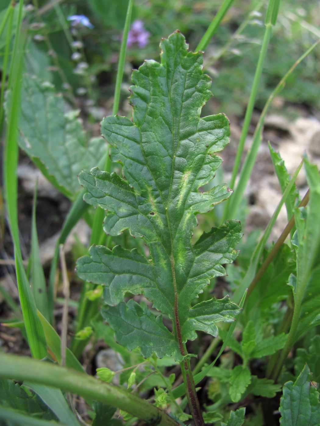 Изображение особи Scrophularia olympica.