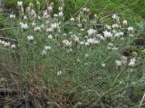 genus Astragalus. Цветущее растение. Кабардино-Балкария, Эльбрусский р-н, окр. с. Нейтрино, ок. 1850 м н.у.м., субальпийский луг. 09.07.2020.
