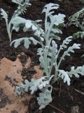 Senecio cineraria