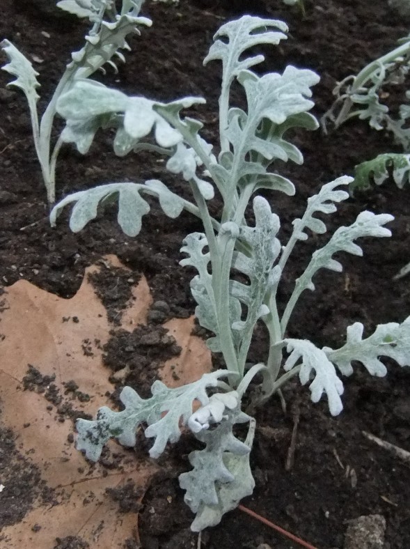 Изображение особи Senecio cineraria.