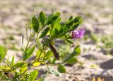 Lathyrus japonicus подвид maritimus. Верхушка цветущего и плодоносящего растения. Ленинградская обл., Ломоносовский р-н, берег Финского залива, Батарейная бухта, песчаный пляж. 06.07.2019.