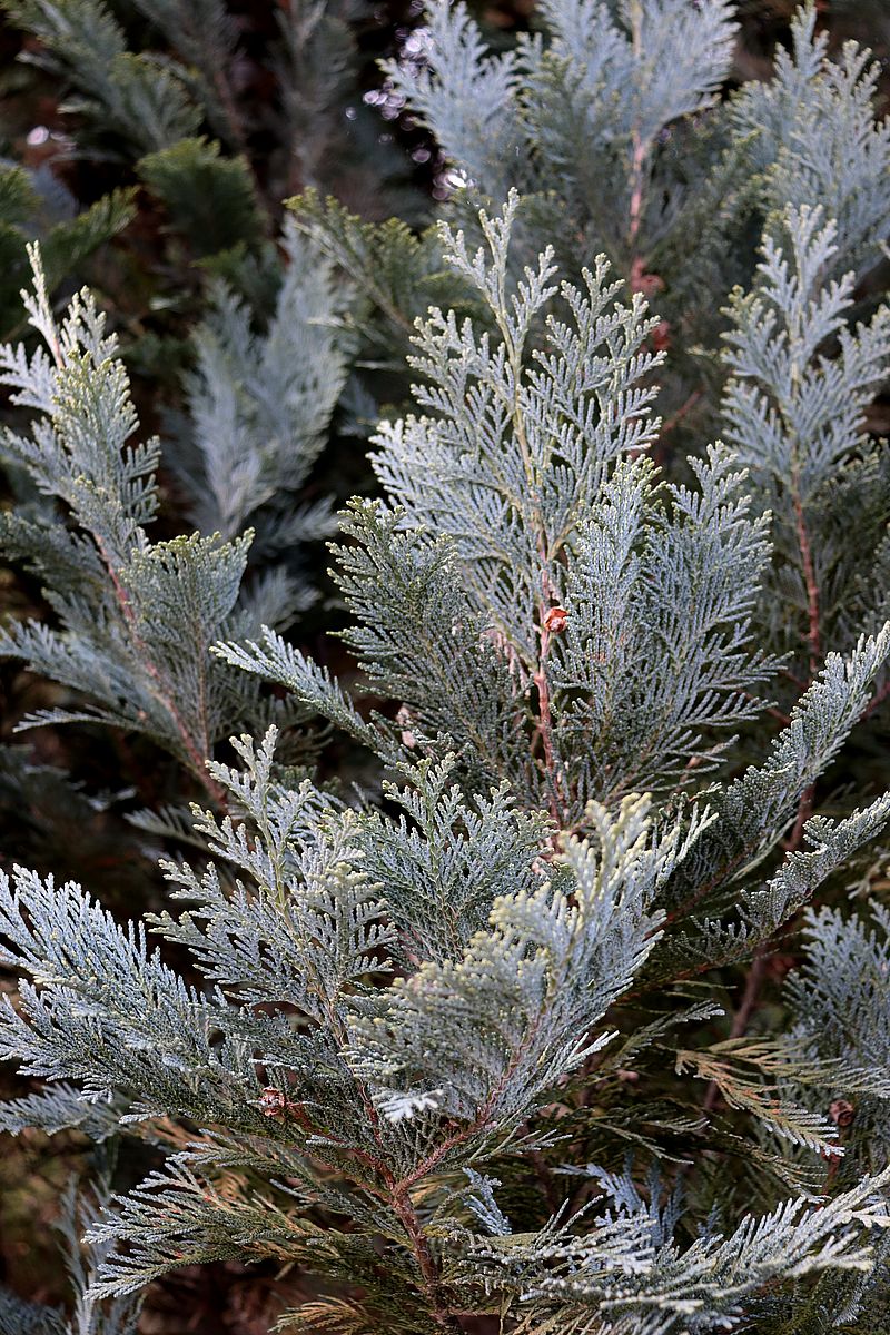 Image of Chamaecyparis lawsoniana specimen.