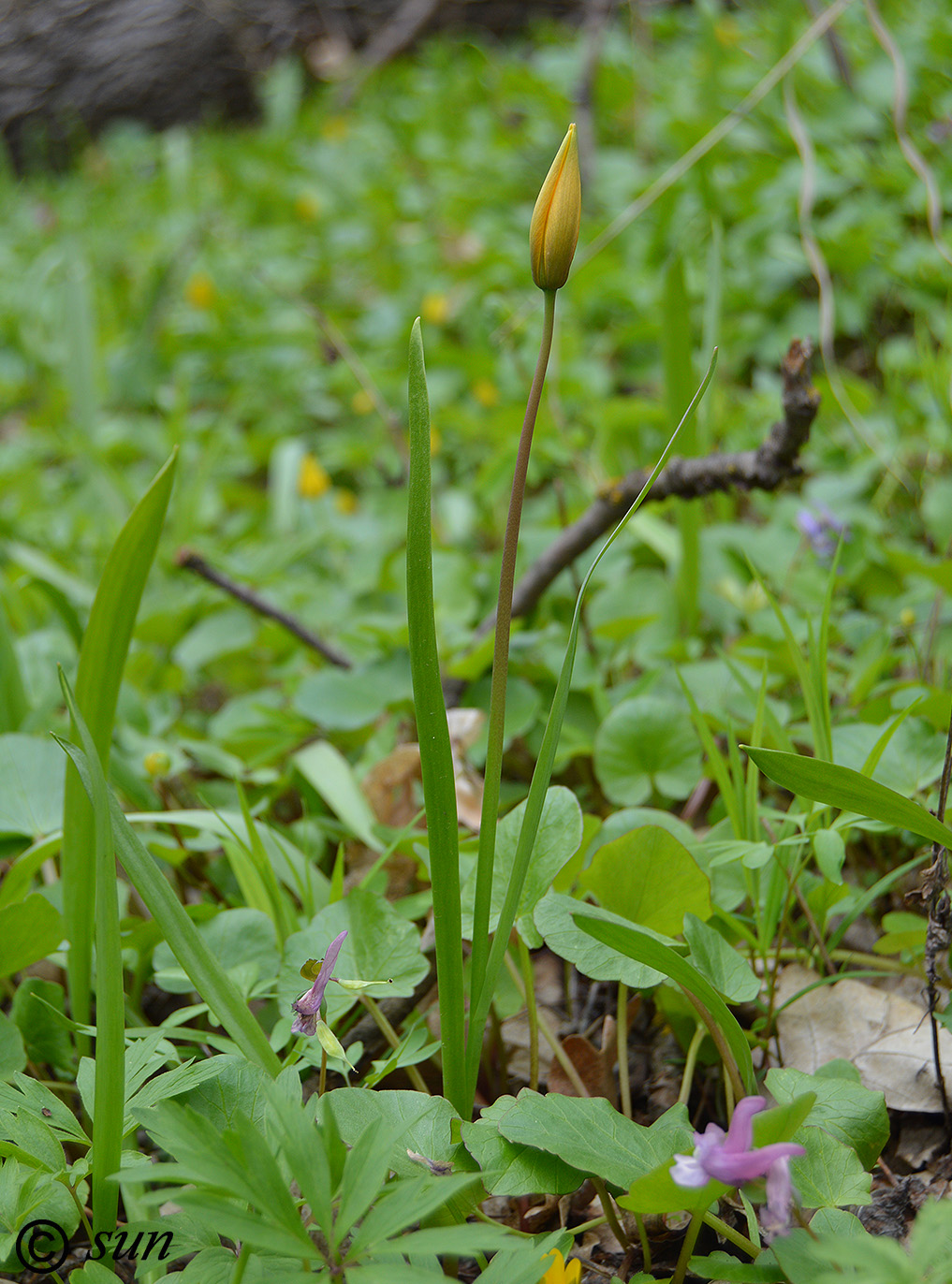 Изображение особи Tulipa biebersteiniana.