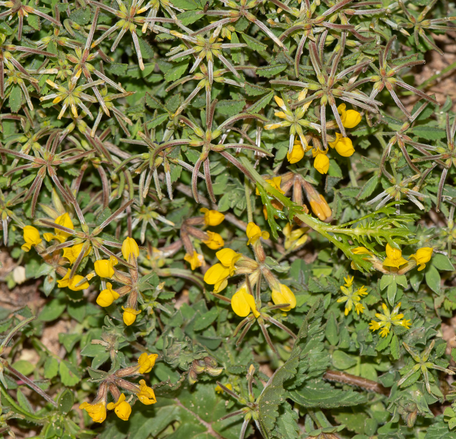 Изображение особи Trigonella cylindracea.