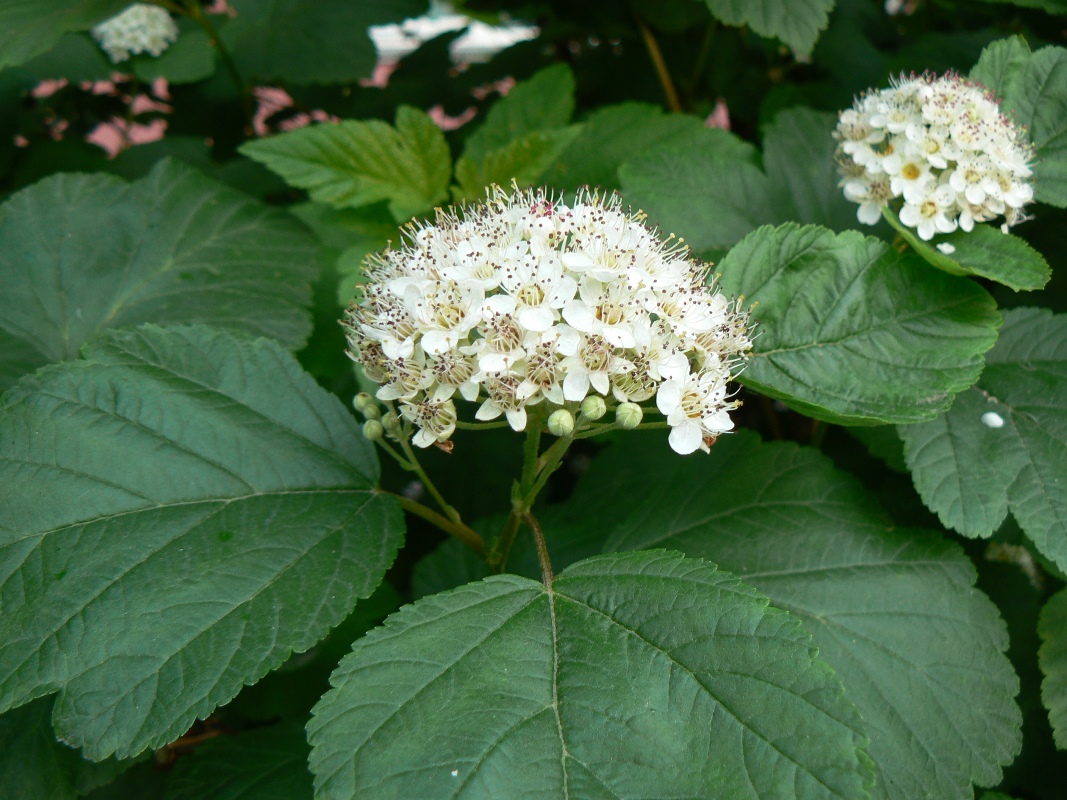 Image of Physocarpus opulifolius specimen.