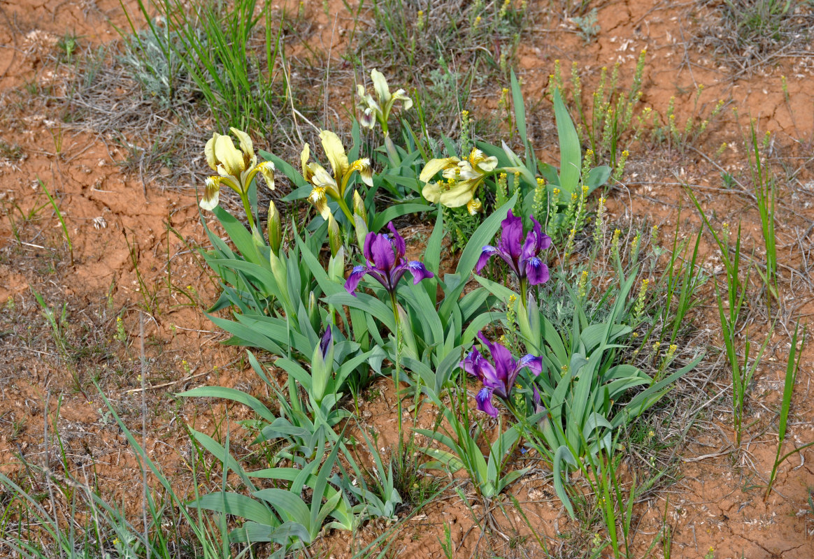 Image of Iris scariosa specimen.