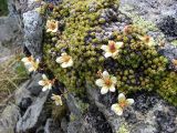 Saxifraga bryoides