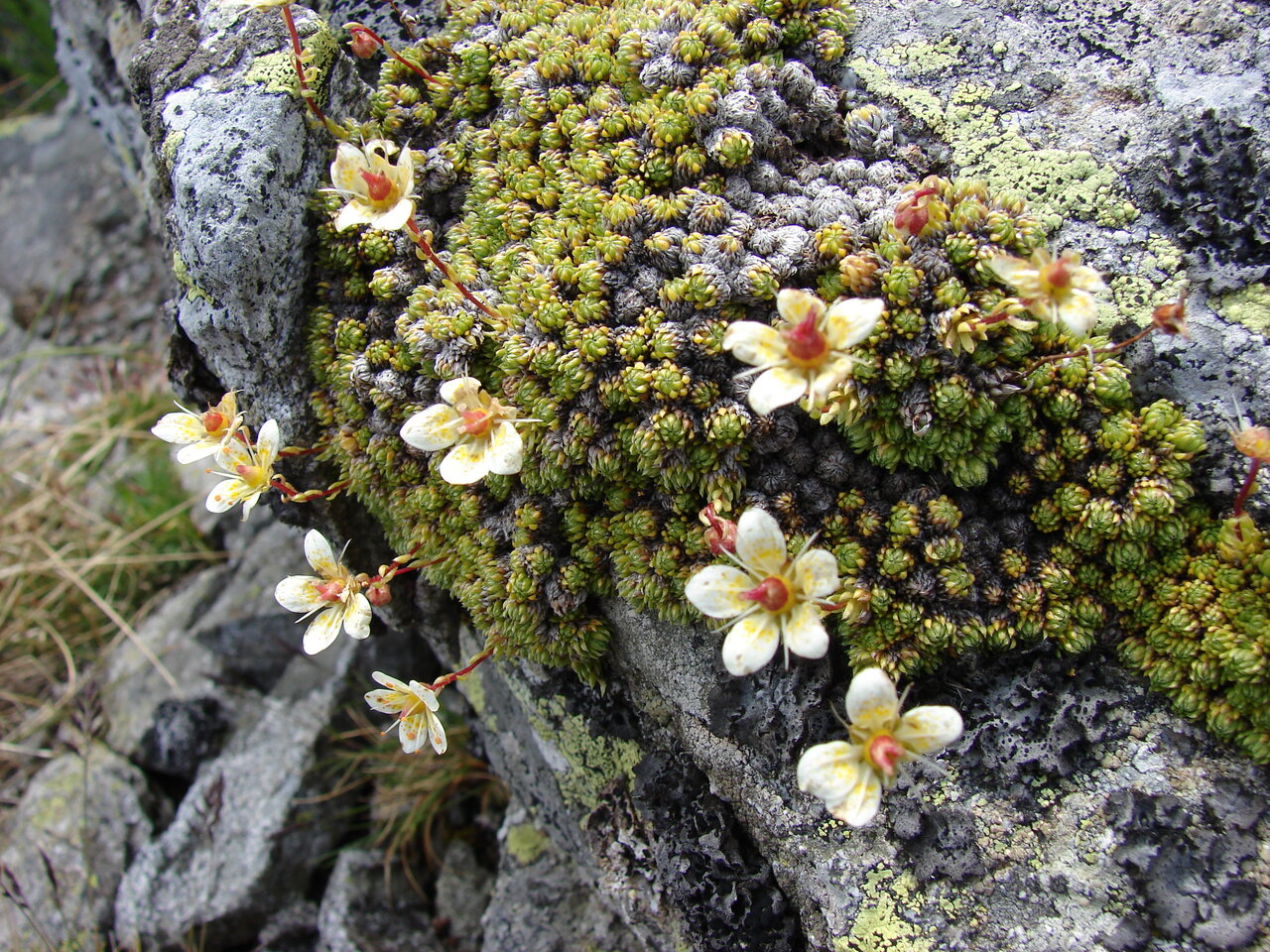 Изображение особи Saxifraga bryoides.