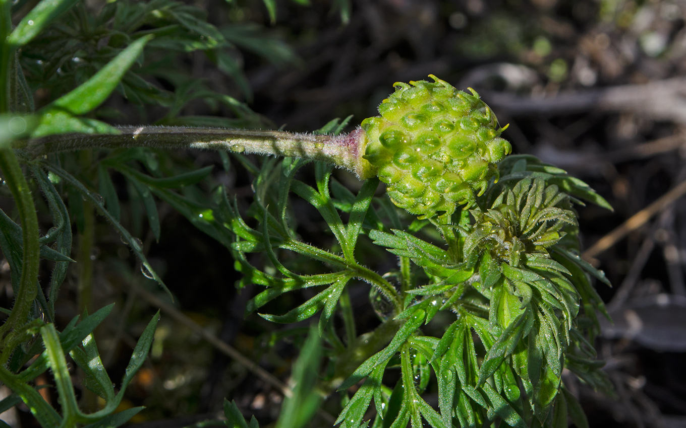 Image of Adonis volgensis specimen.