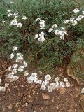Achillea ptarmicifolia