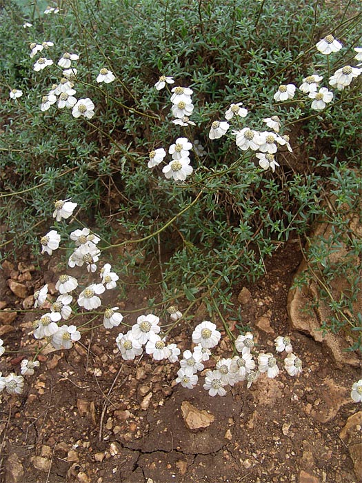 Image of Achillea ptarmicifolia specimen.