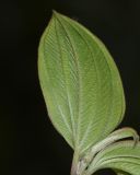 семейство Melastomataceae