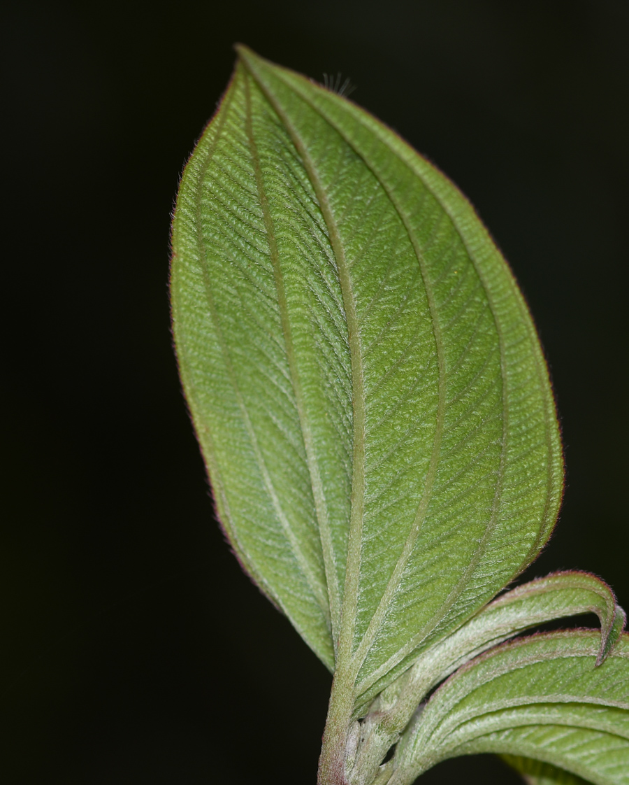 Изображение особи семейство Melastomataceae.