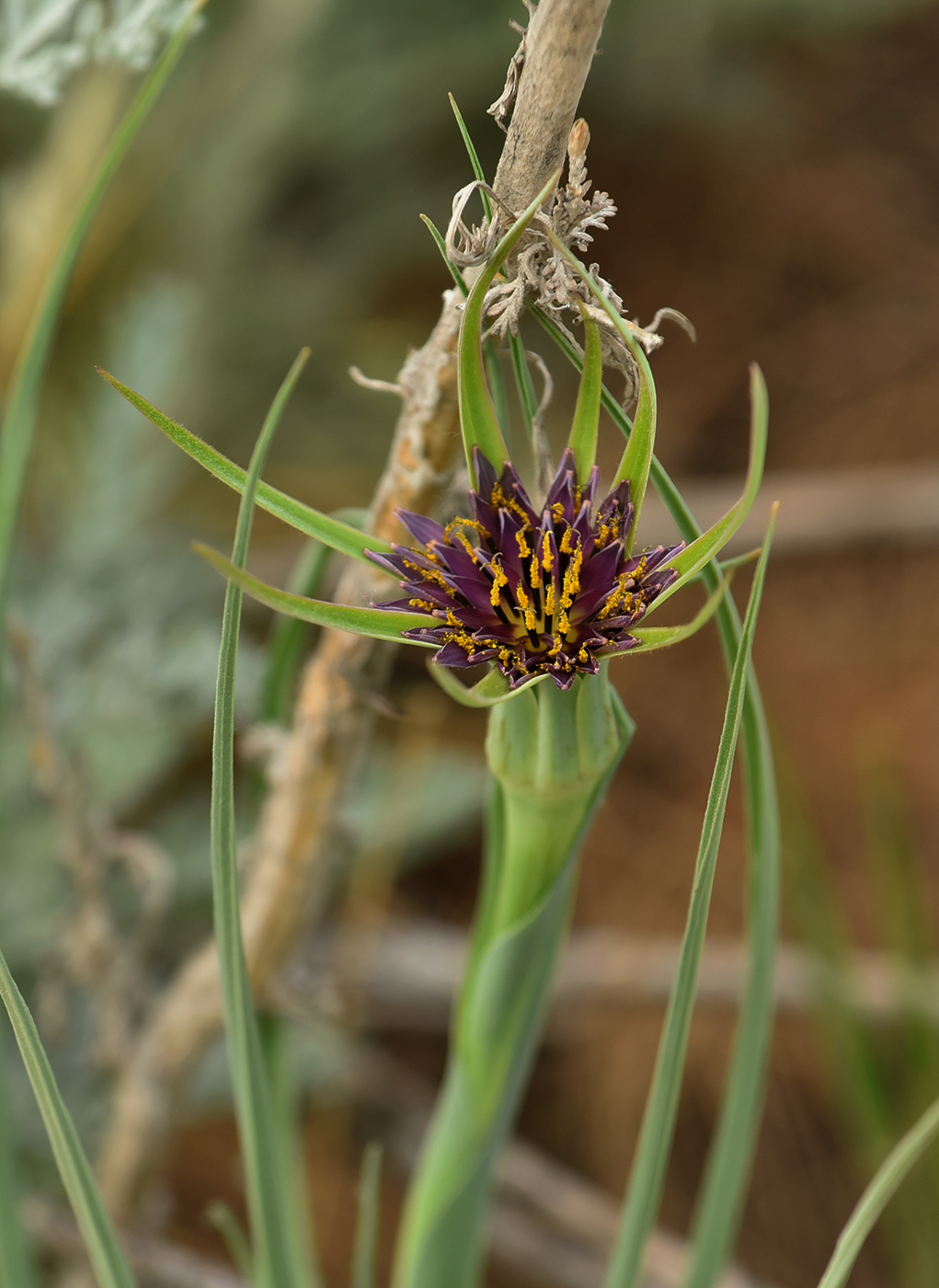 Изображение особи Tragopogon porrifolius ssp. longirostris.