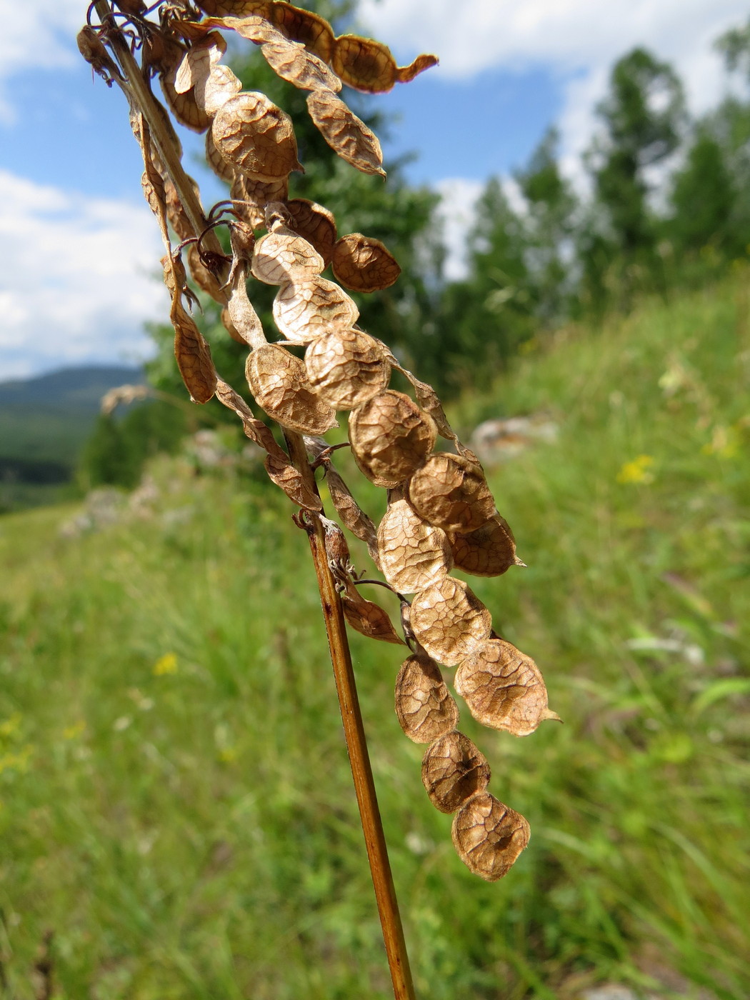 Изображение особи Hedysarum neglectum.