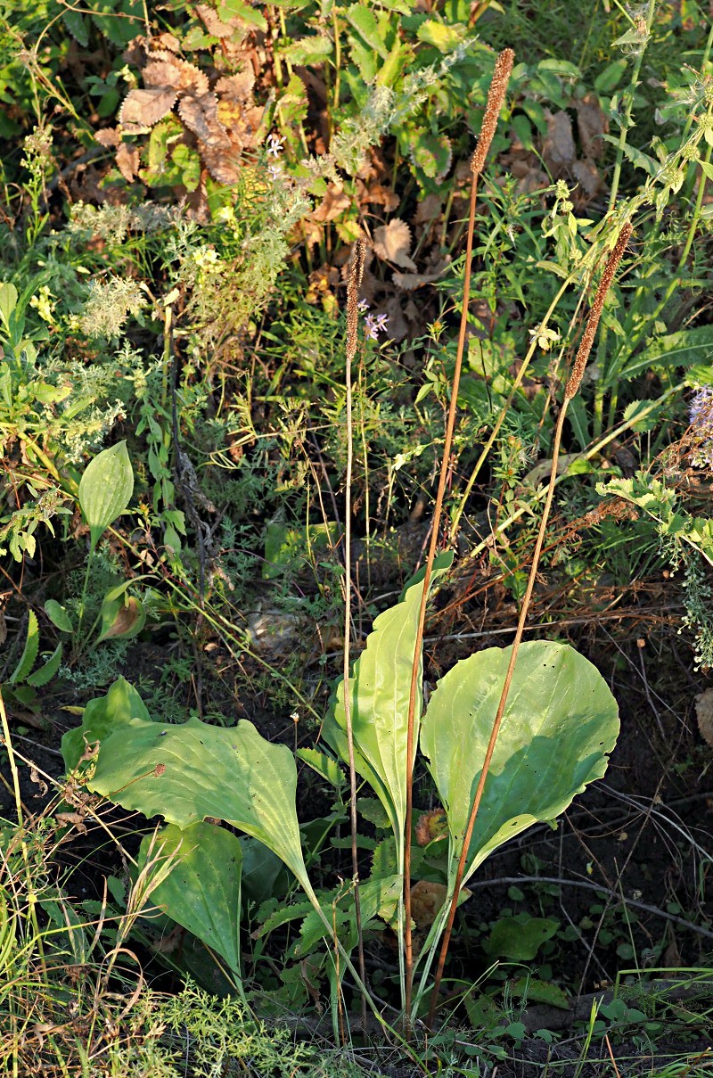 Image of Plantago maxima specimen.
