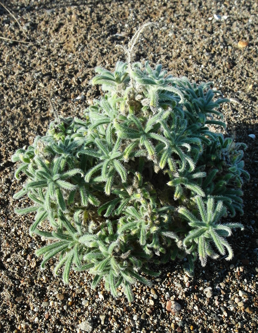 Image of Echium angustifolium specimen.