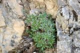 Parrya pulvinata