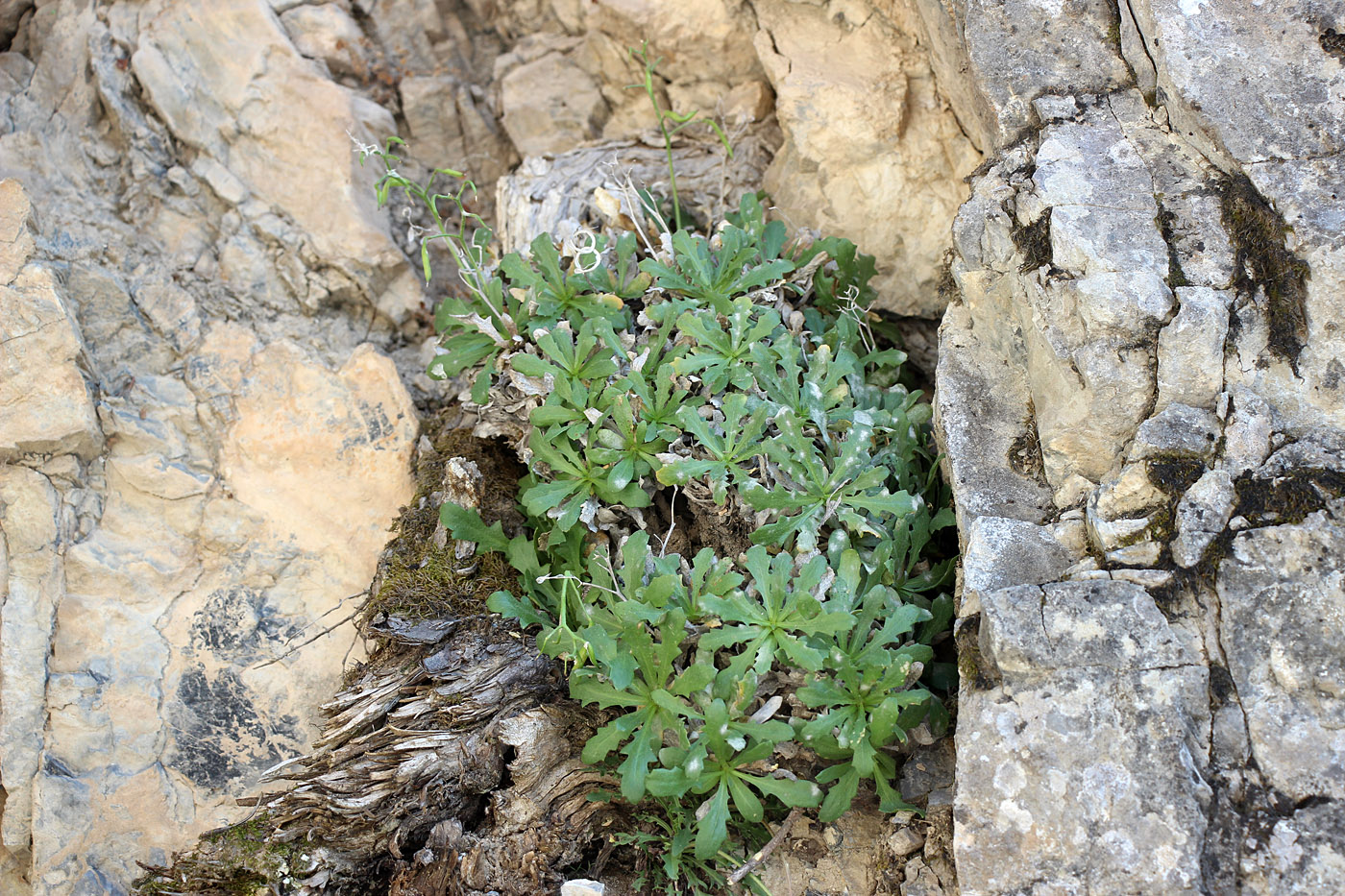 Image of Parrya pulvinata specimen.