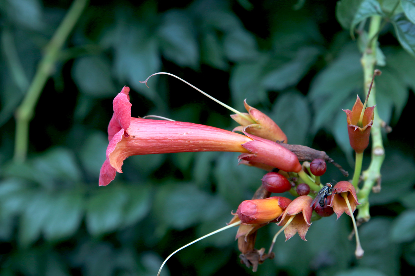 Изображение особи Campsis radicans.