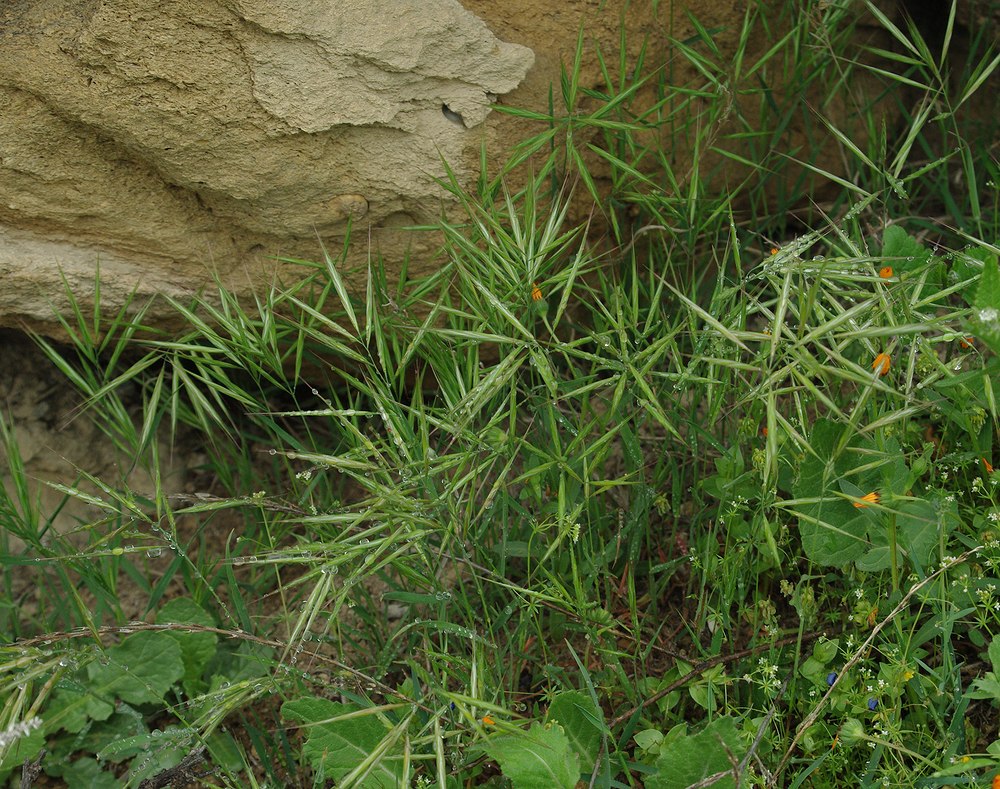 Изображение особи Anisantha tectorum.