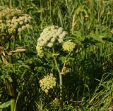 Angelica sylvestris