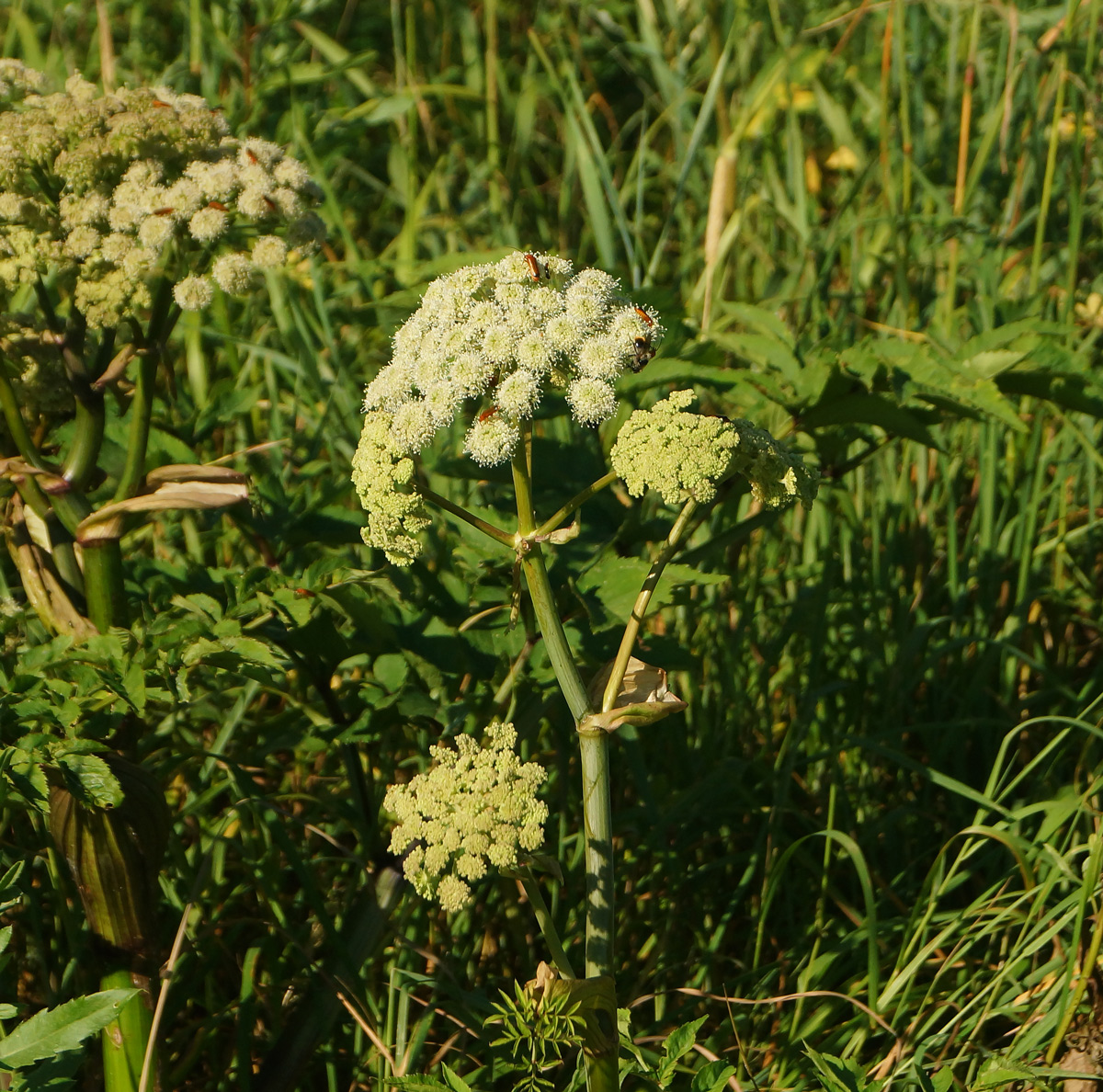 Изображение особи Angelica sylvestris.