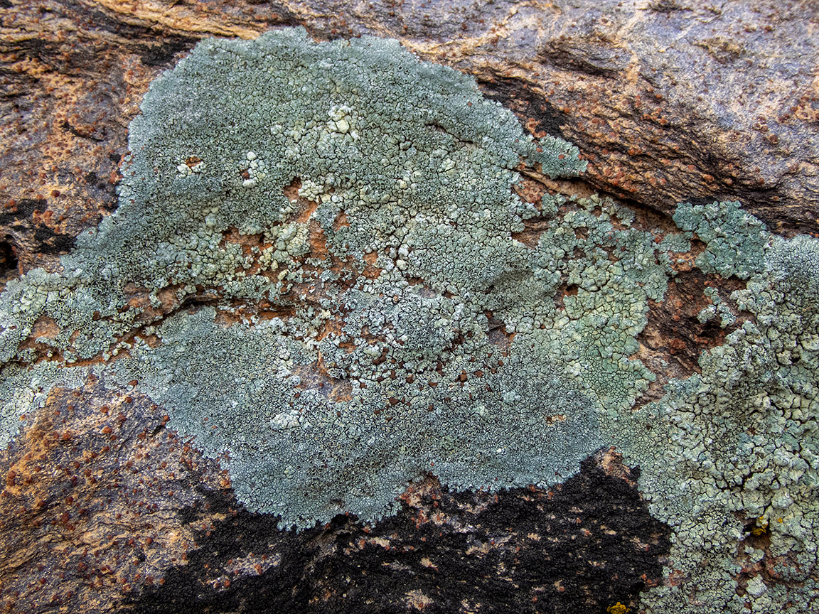 Изображение особи класс Lecanoromycetes.