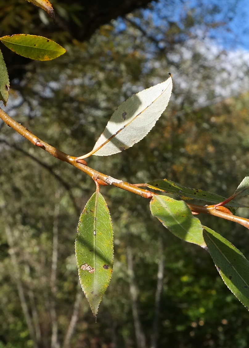 Image of Salix alba specimen.