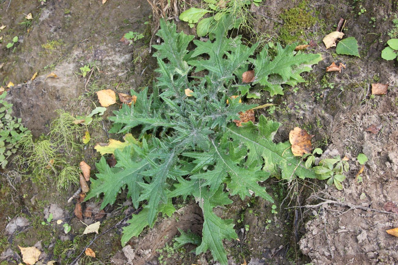 Изображение особи Cirsium vulgare.