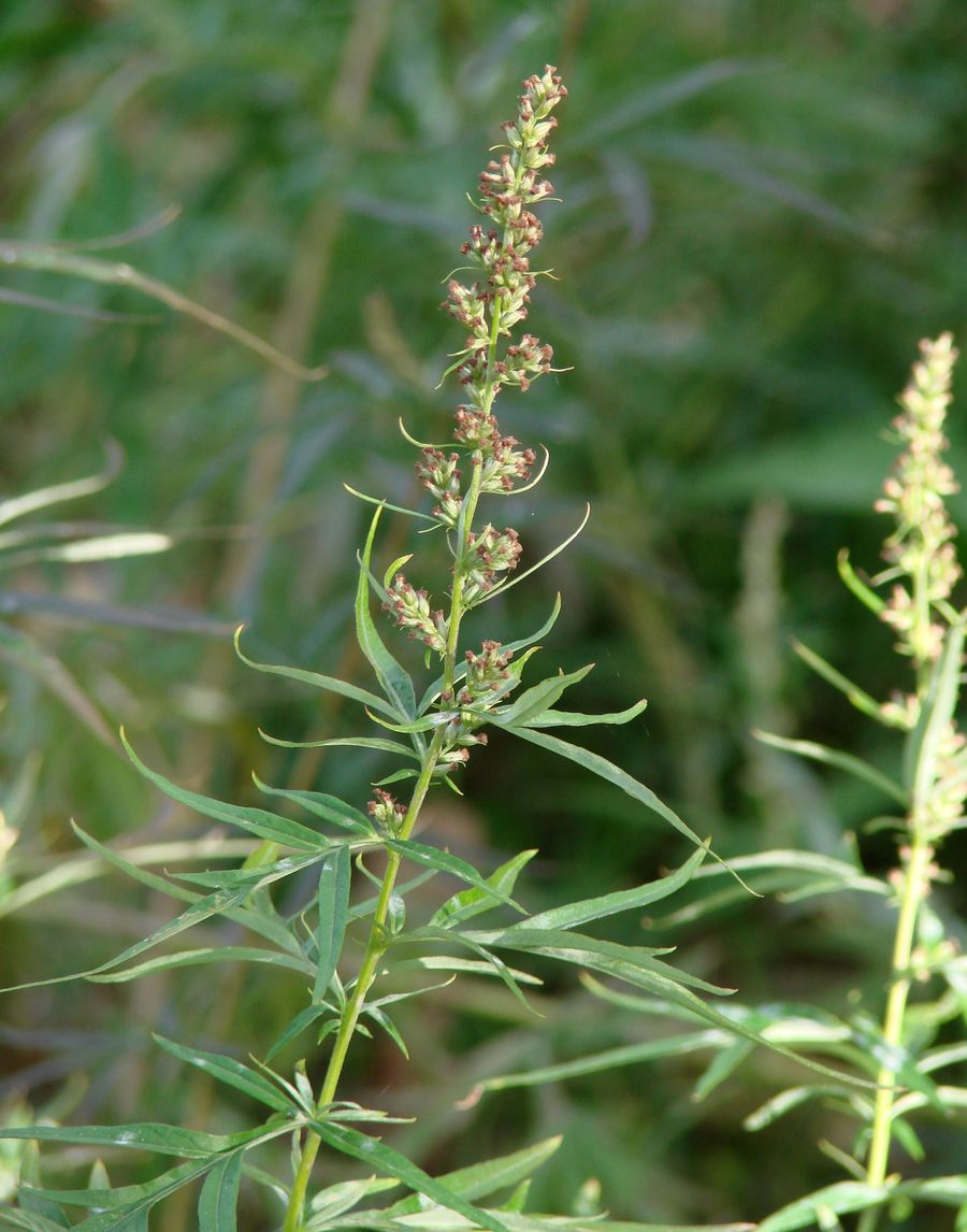 Image of Artemisia vulgaris specimen.