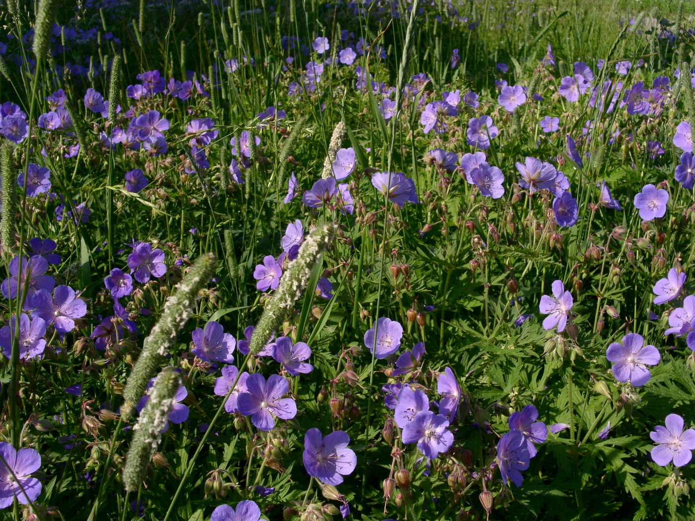 Изображение особи Geranium pratense.