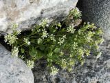 Cochlearia subspecies norvegica