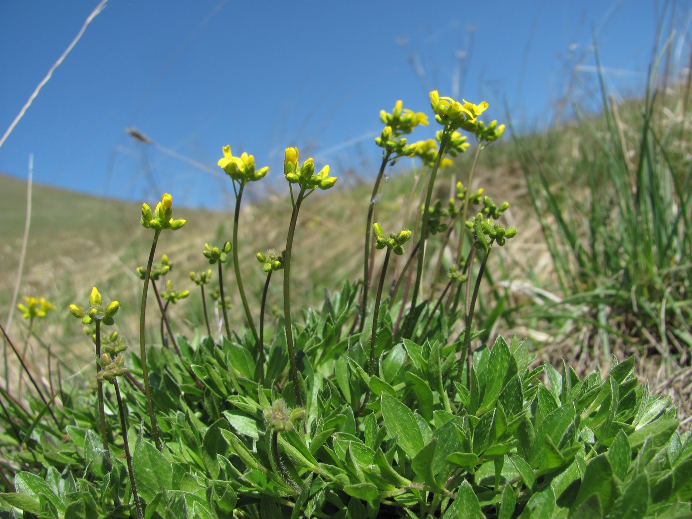 Image of Draba sibirica specimen.