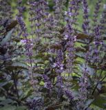 Ocimum basilicum