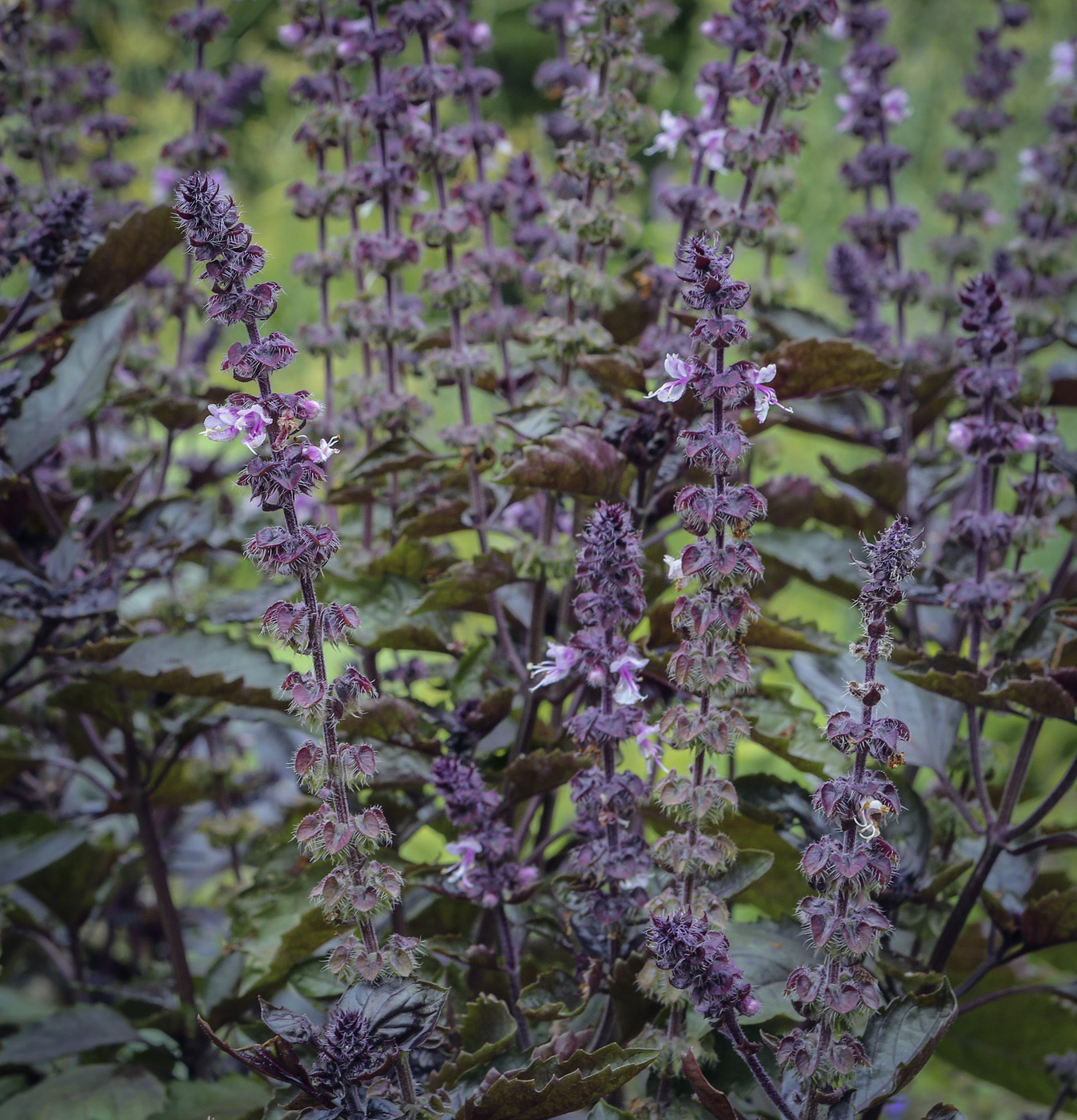 Изображение особи Ocimum basilicum.