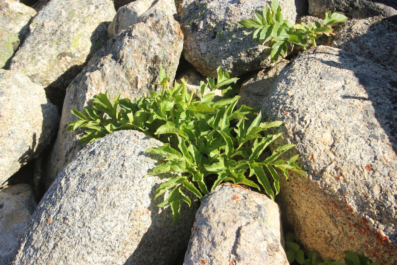 Image of Archangelica decurrens specimen.