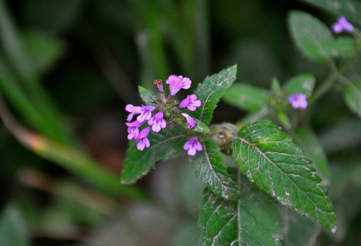 Image of Clinopodium chinense specimen.