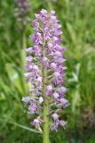 Orchis militaris. Соцветие. Волгоградская обл., Серафимовичский р-н, Трясиновское с/п, окр. хут. Себряков, природный парк \"Усть-Медведицкий\", пойма р. Медведица, по краю заболоченного понижения. 26 мая 2021 г.