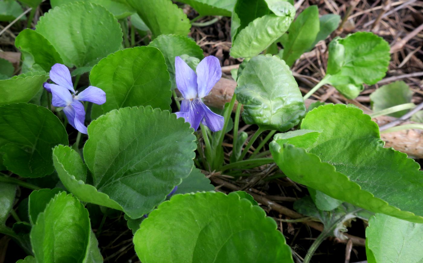 Изображение особи Viola odorata.