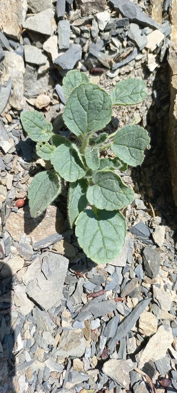 Image of Phlomoides hypoviridis specimen.