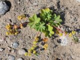 Alchemilla conglobata