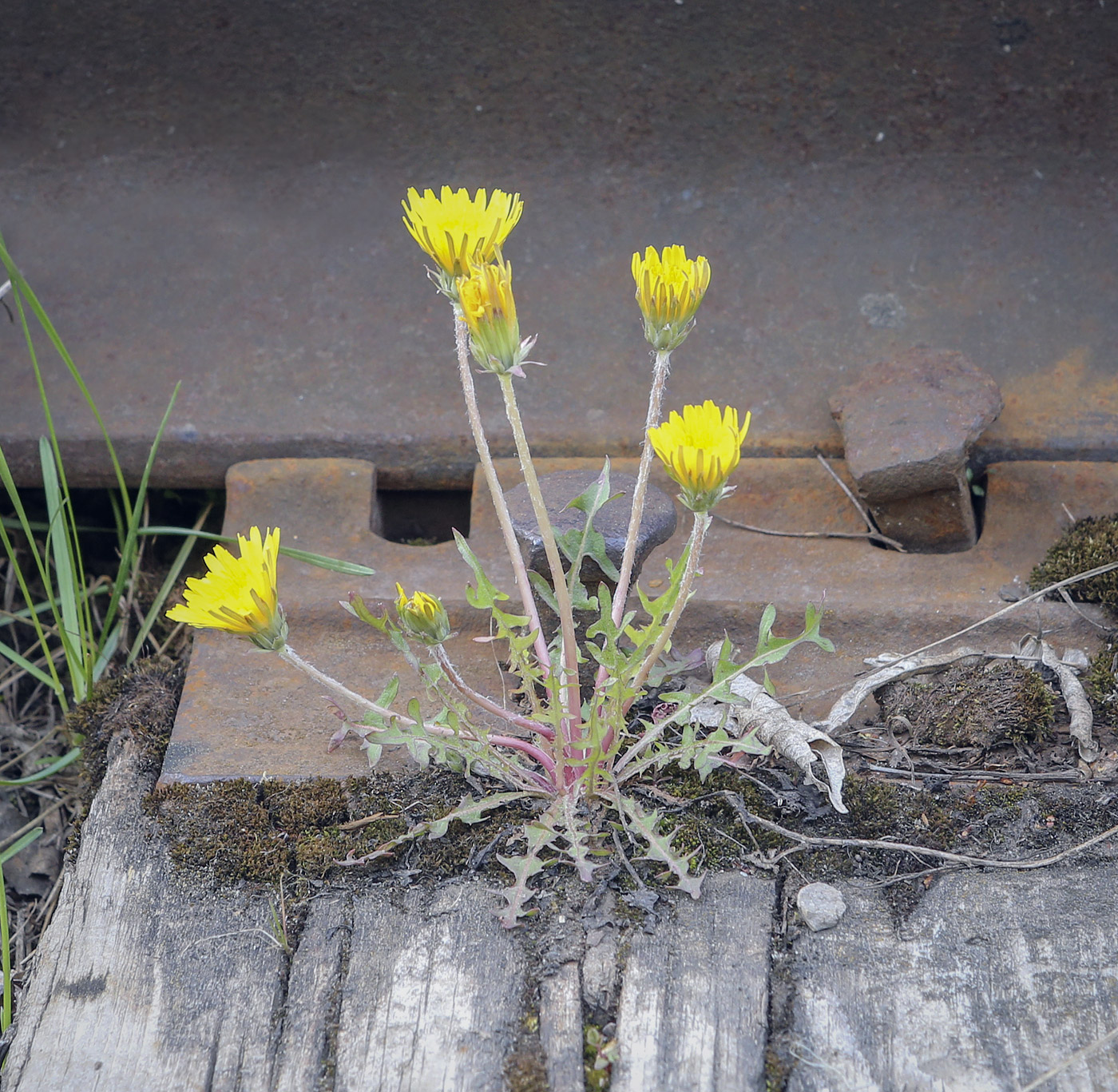 Изображение особи род Taraxacum.